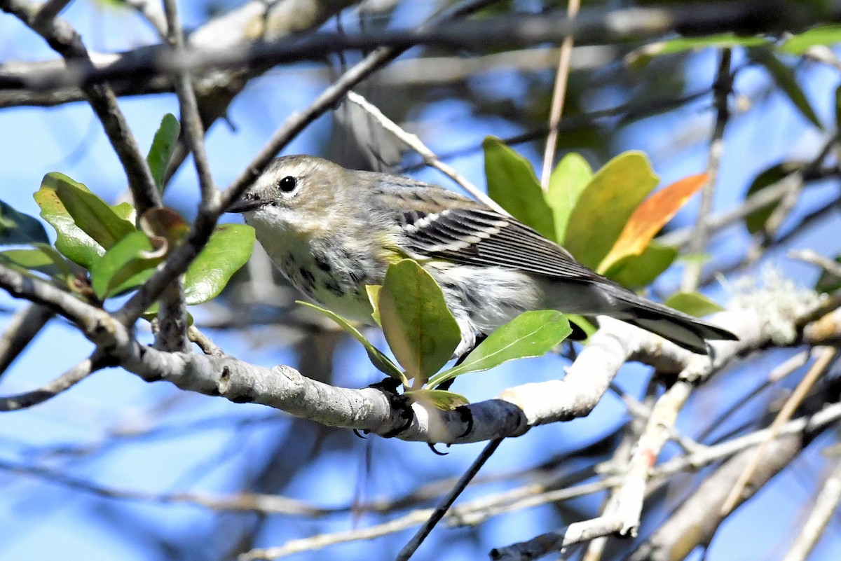 Yellow-rumped Warbler (Myrtle) - ML647243396