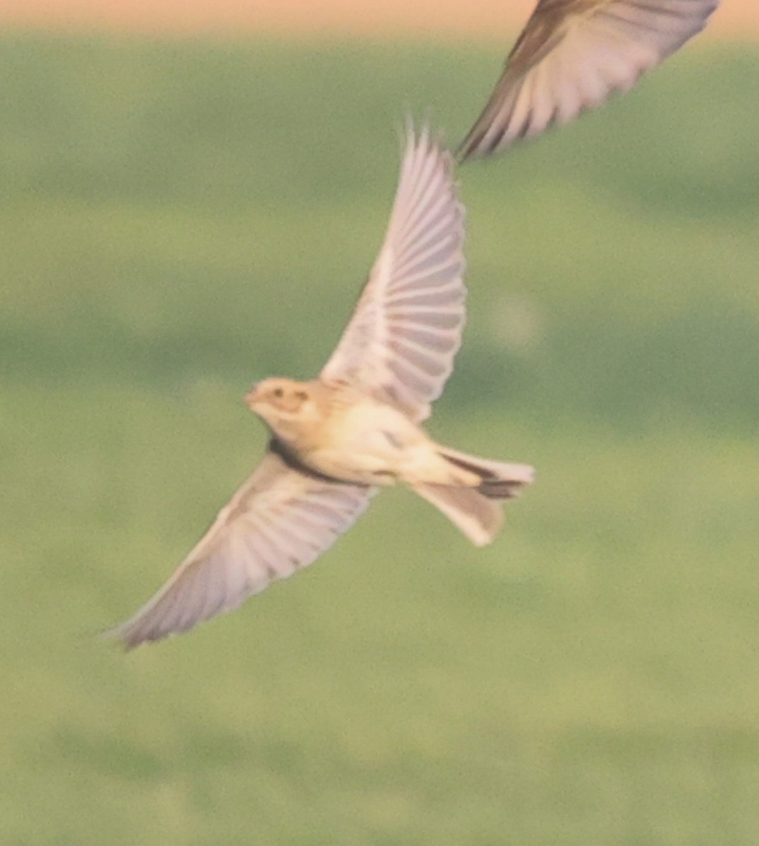 鐵爪鵐 - ML647243398