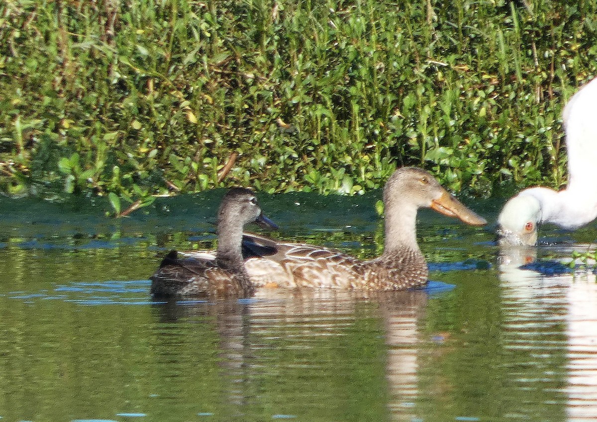 Northern Shoveler - ML647243416
