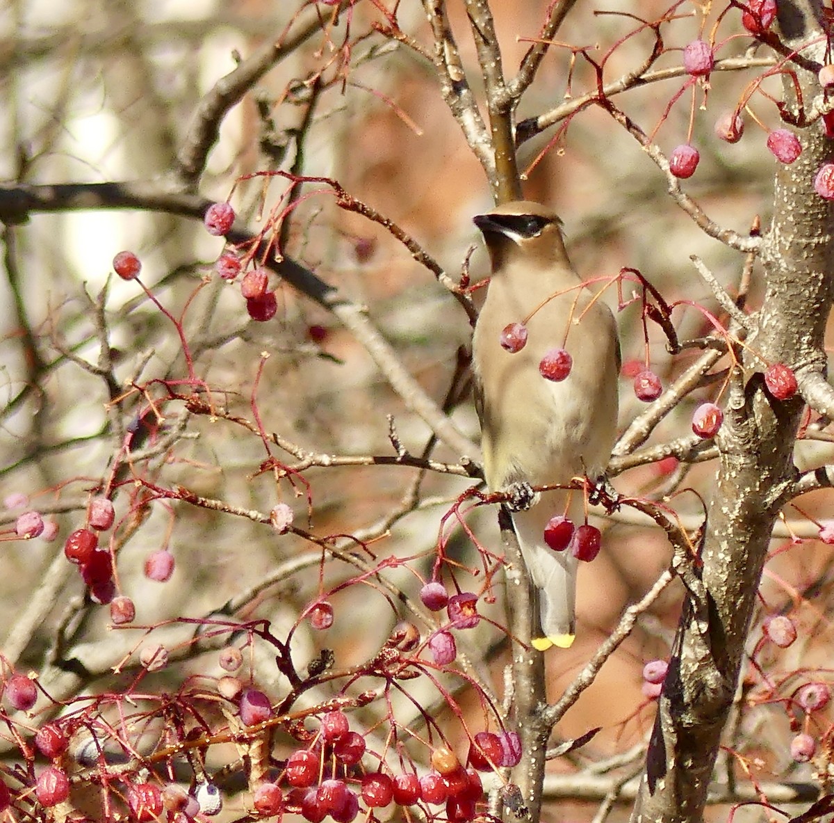 Ampelis Americano - ML647243417