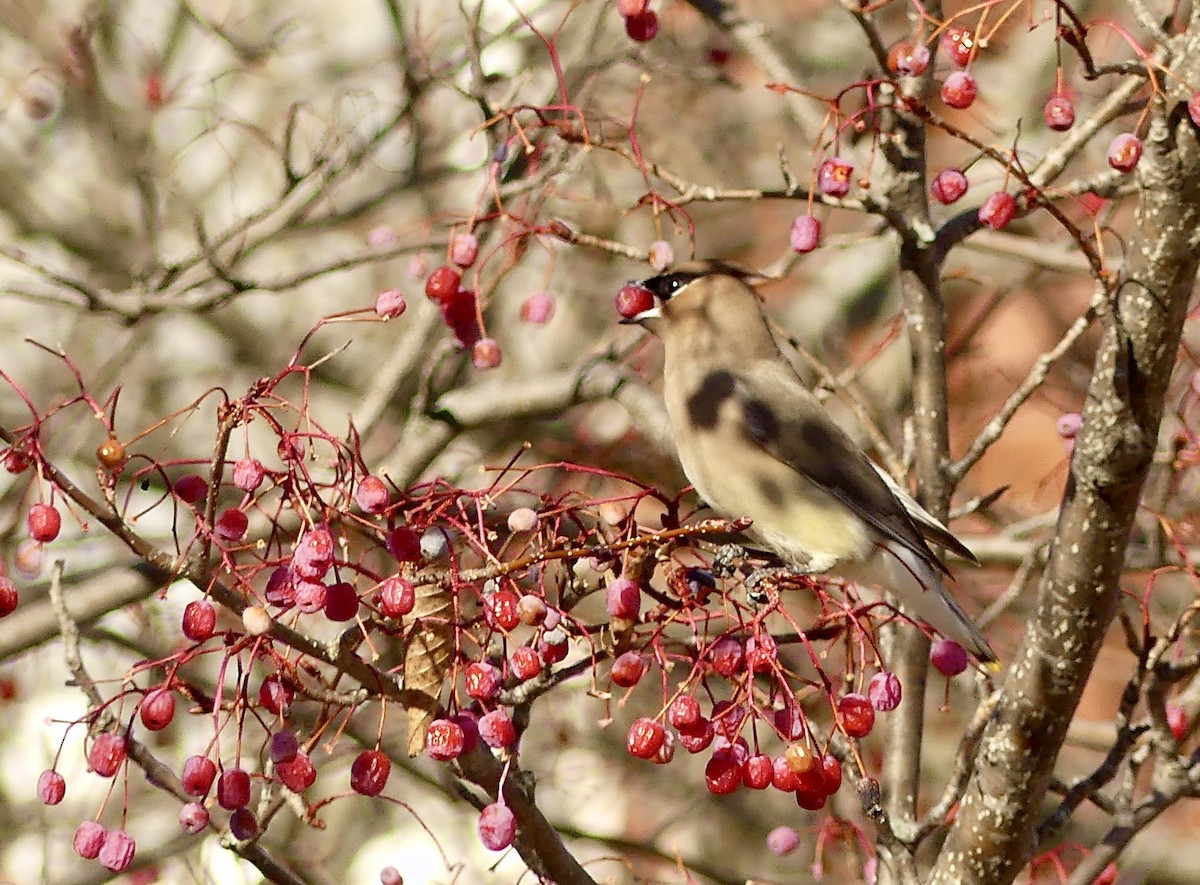 Ampelis Americano - ML647243418