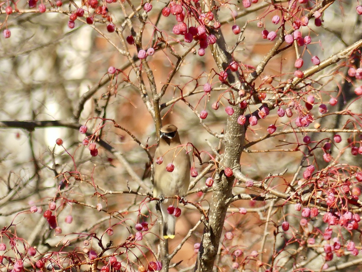 Ampelis Americano - ML647243419