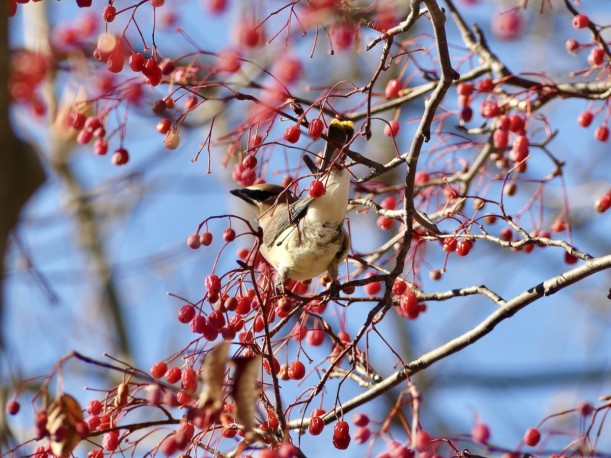 Ampelis Americano - ML647243420