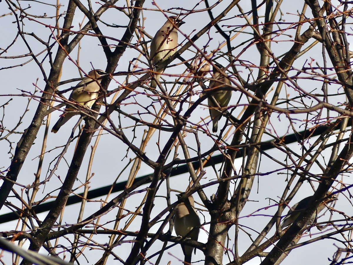 Ampelis Americano - ML647243421