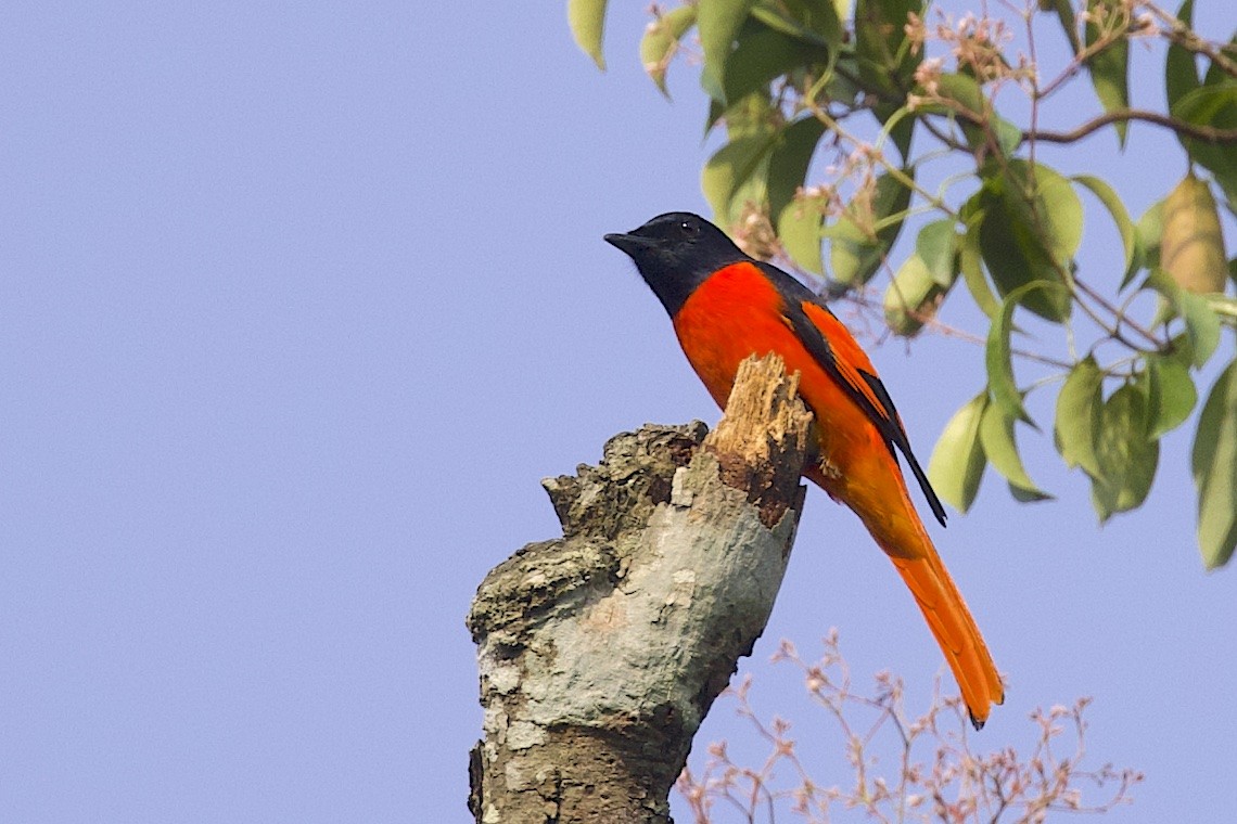 Scarlet Minivet - ML647243422