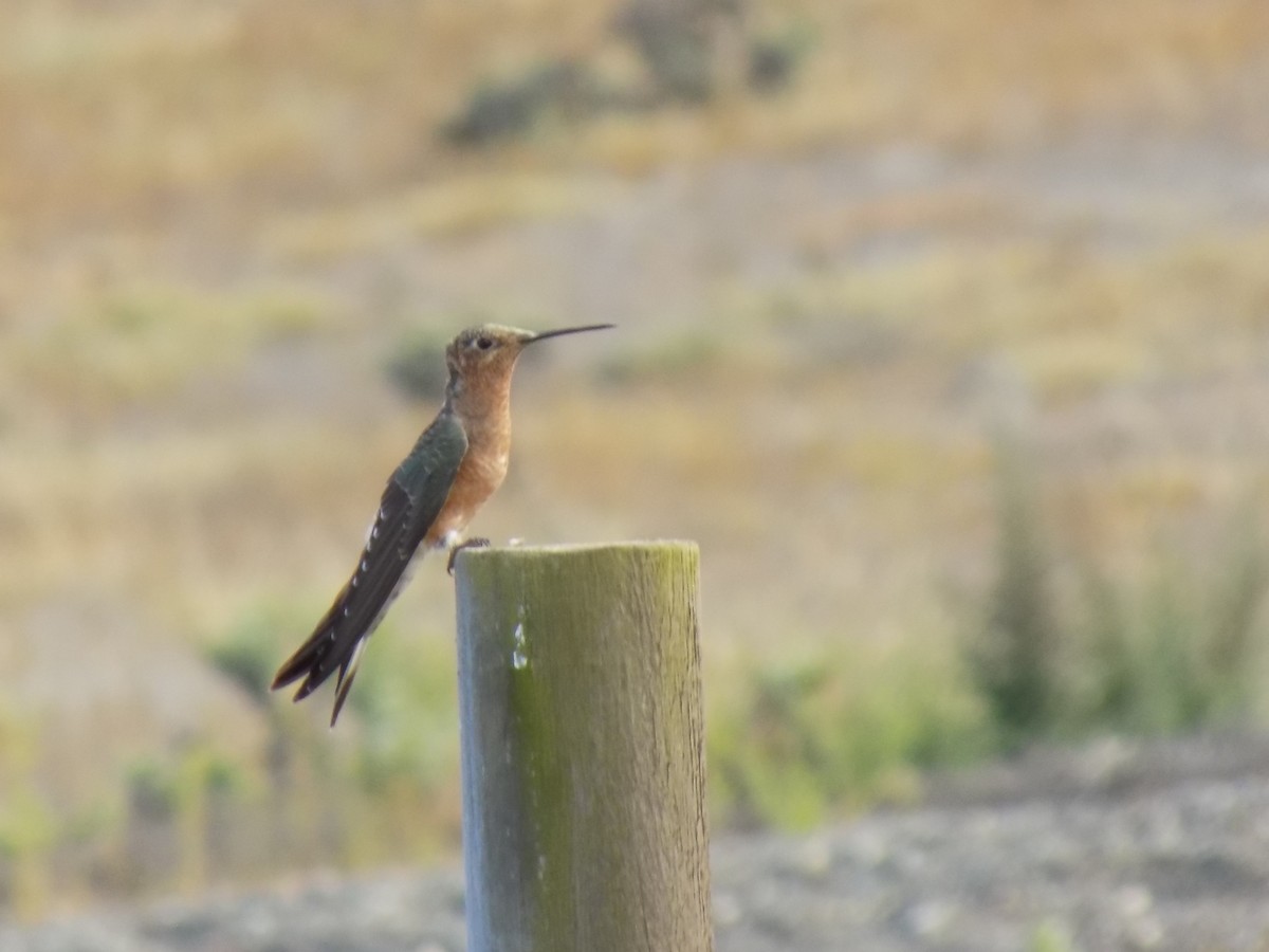 Giant Hummingbird - ML647243434