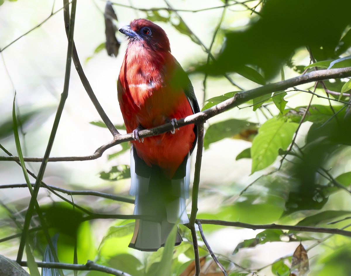 ズアカキヌバネドリ - ML647243438