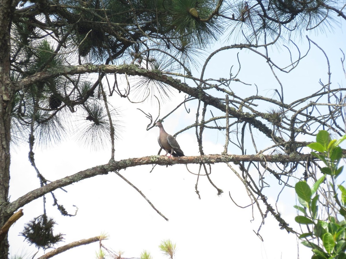 アカメバト - ML647243441