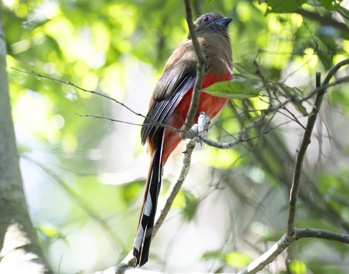 ズアカキヌバネドリ - ML647243442