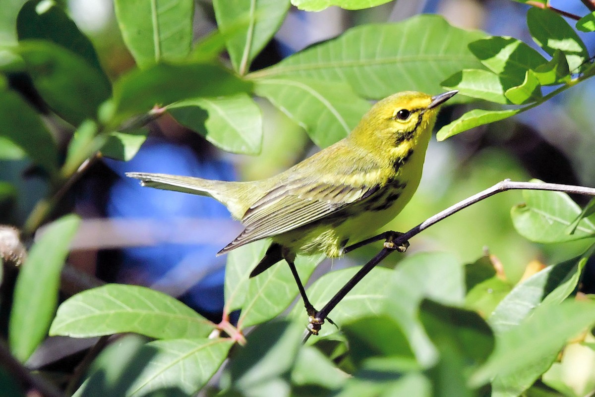 Prairie Warbler - ML647243445