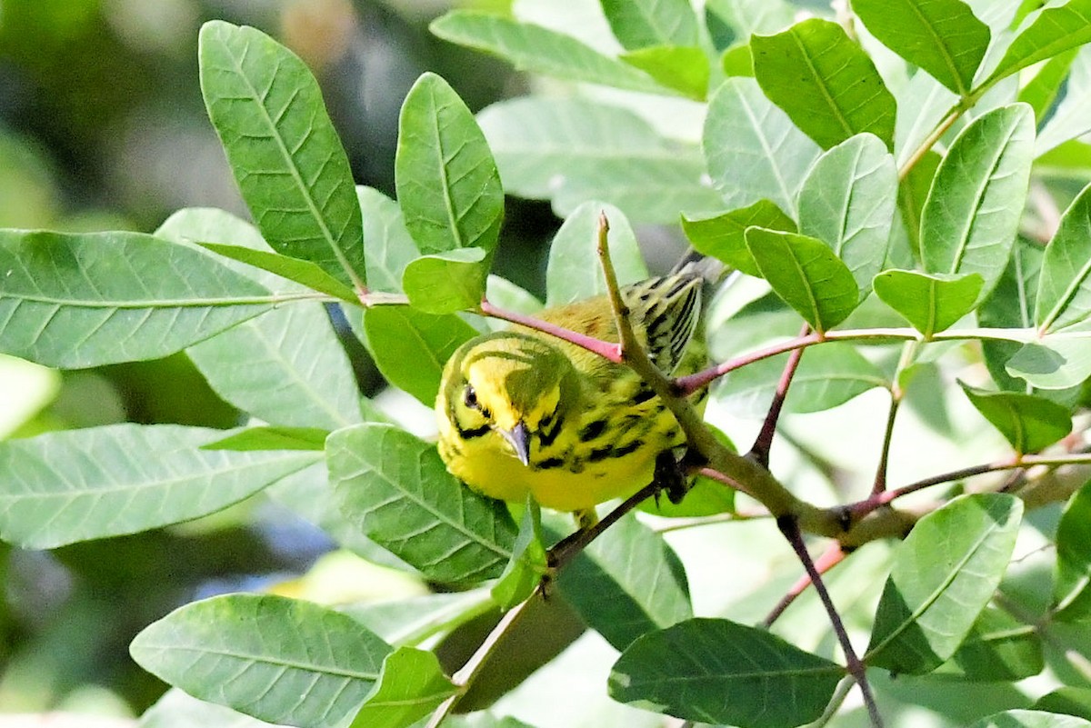 Prairie Warbler - ML647243446