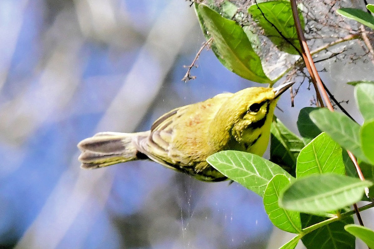 Prairie Warbler - ML647243447