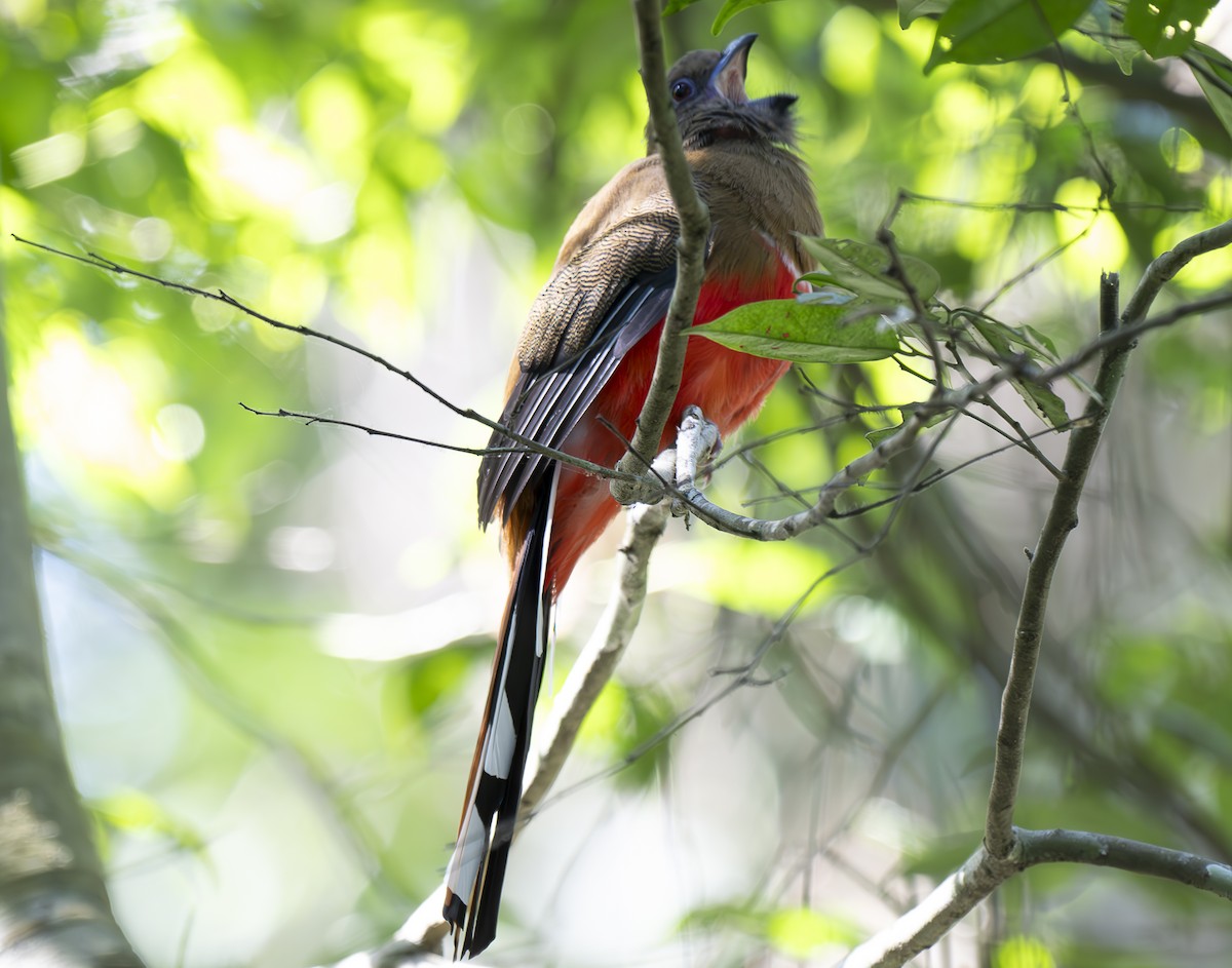 ズアカキヌバネドリ - ML647243449