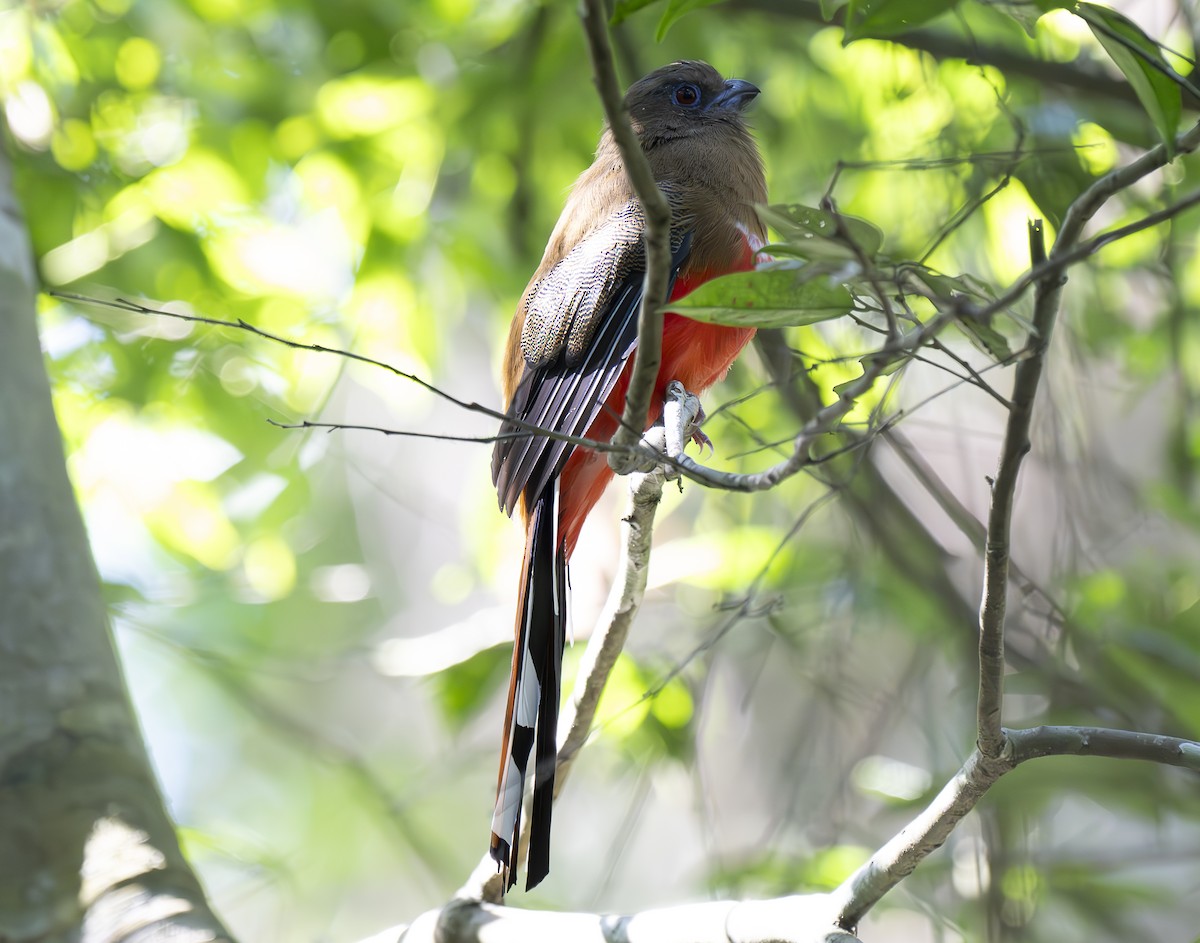 ズアカキヌバネドリ - ML647243451