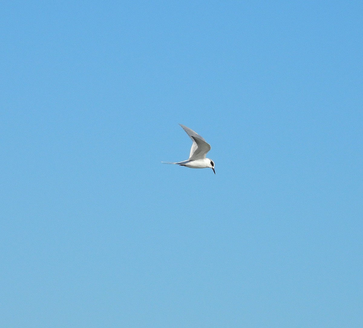 Forster's Tern - ML647243453