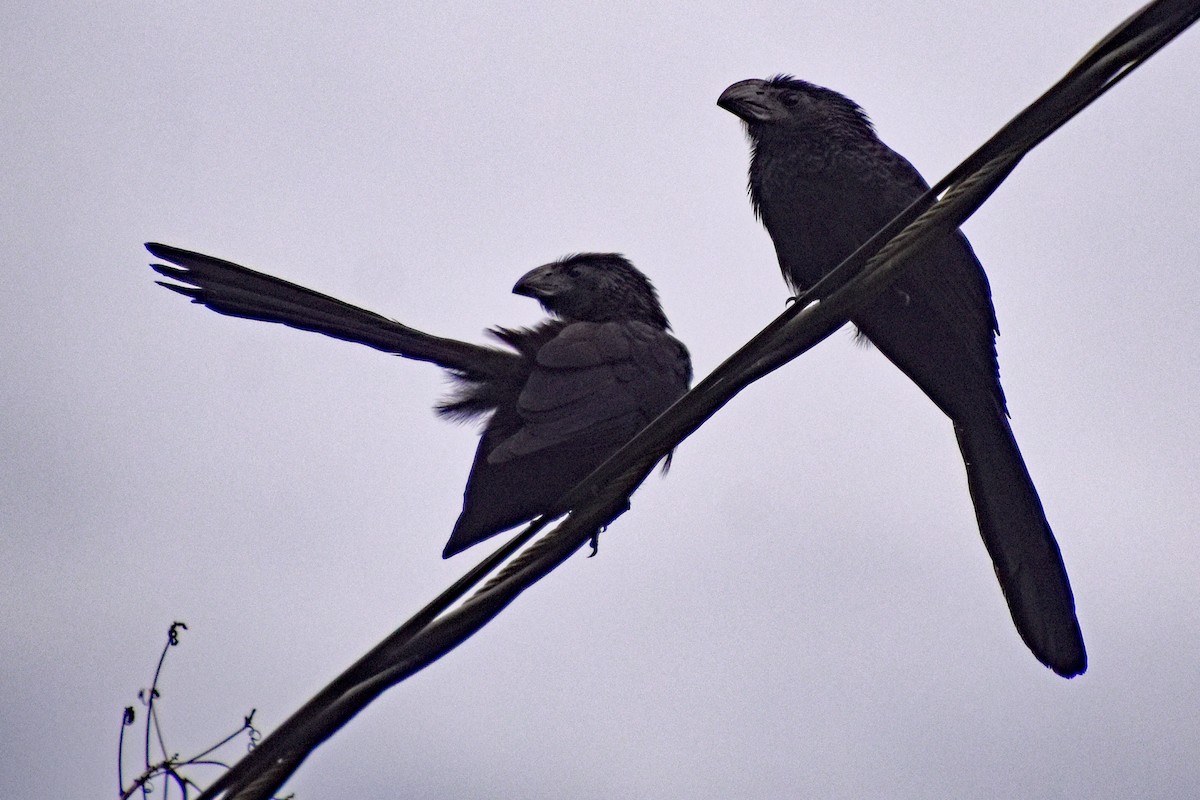 Groove-billed Ani - ML647243459