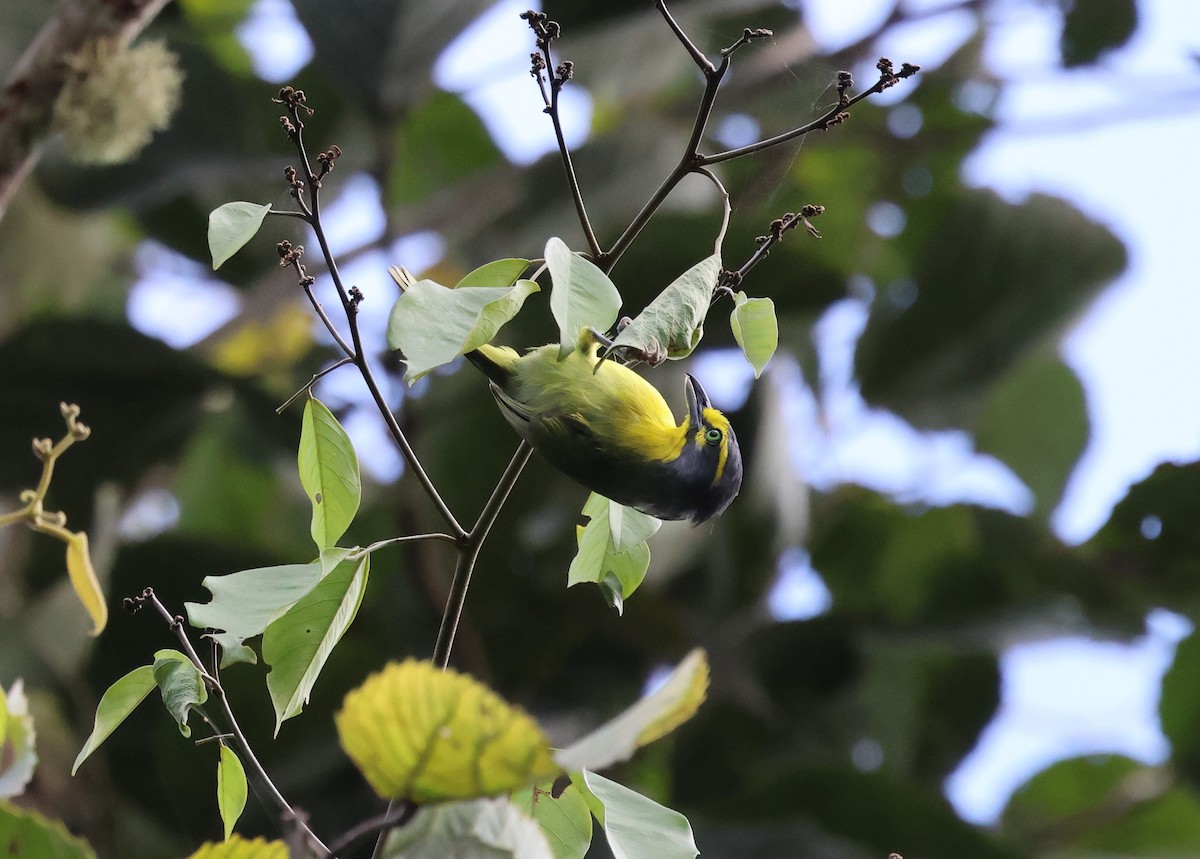 Віреон сіроголовий - ML647243470