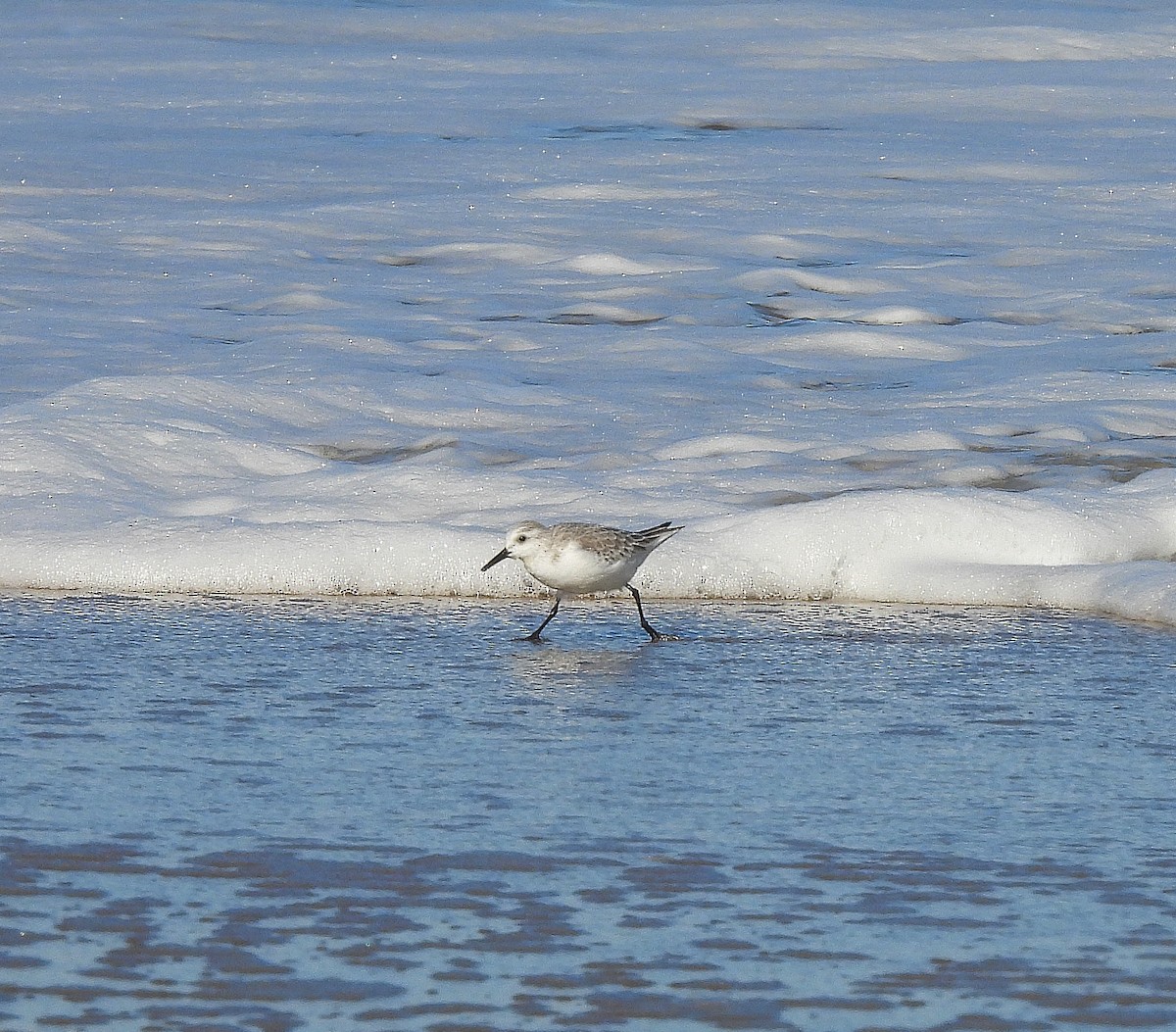 Txirri zuria - ML647243472