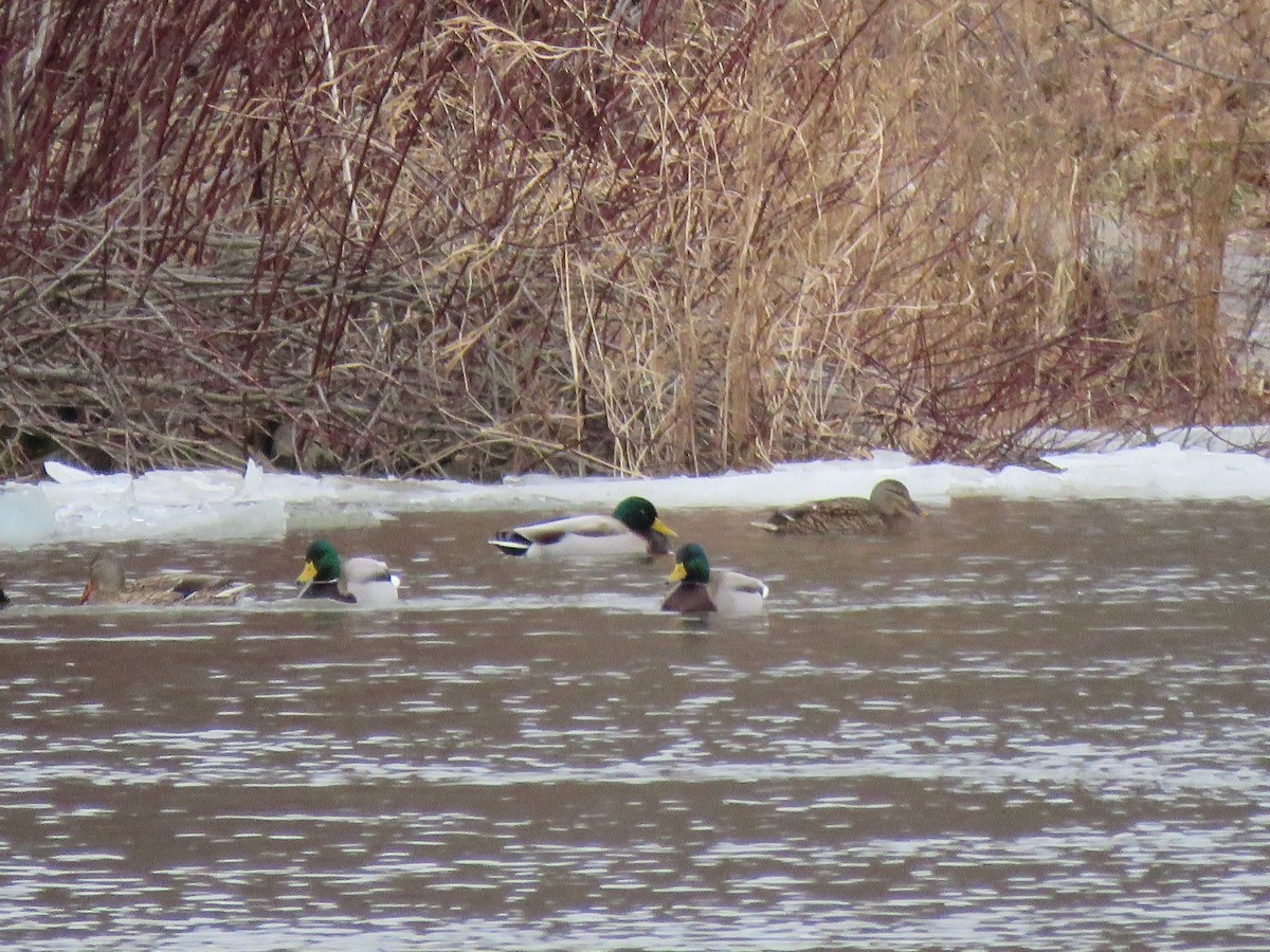 Ánade Azulón - ML647243475