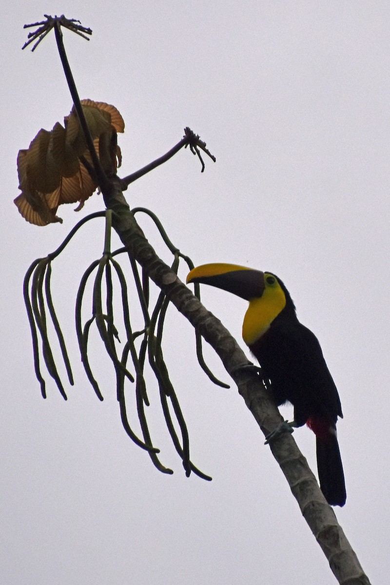 Yellow-throated Toucan - ML647243479