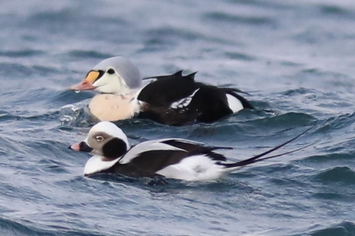 King Eider - ML647243481