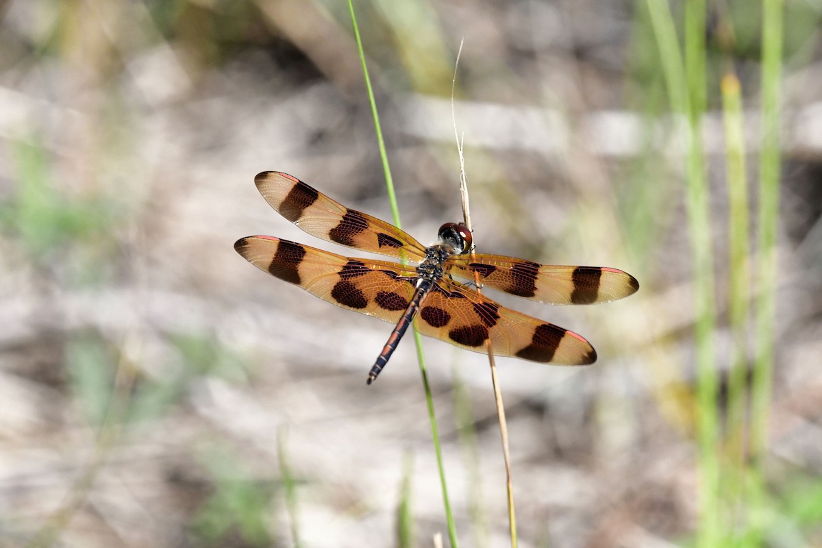 Halloween Pennant - ML647243488