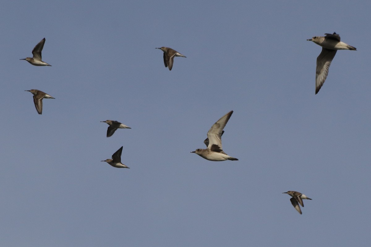 Black-bellied Plover - ML647243490