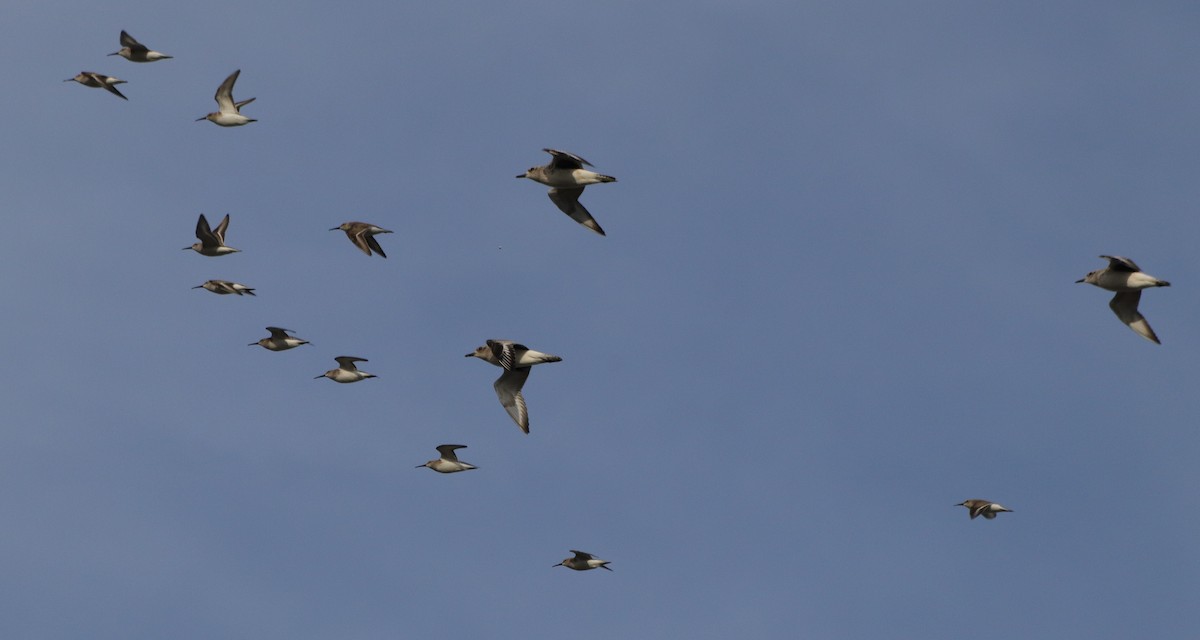 Black-bellied Plover - ML647243491