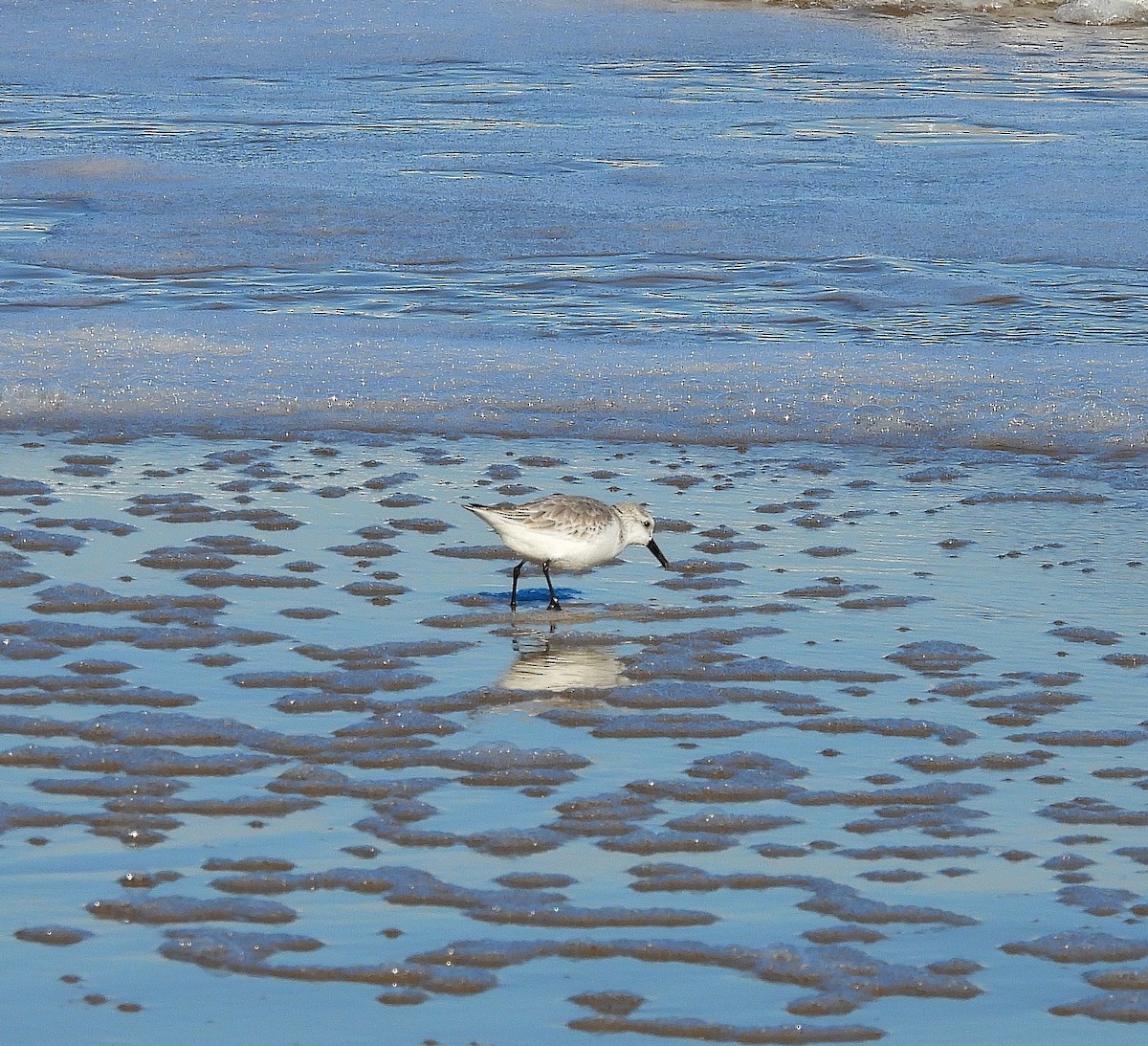 Txirri zuria - ML647243495