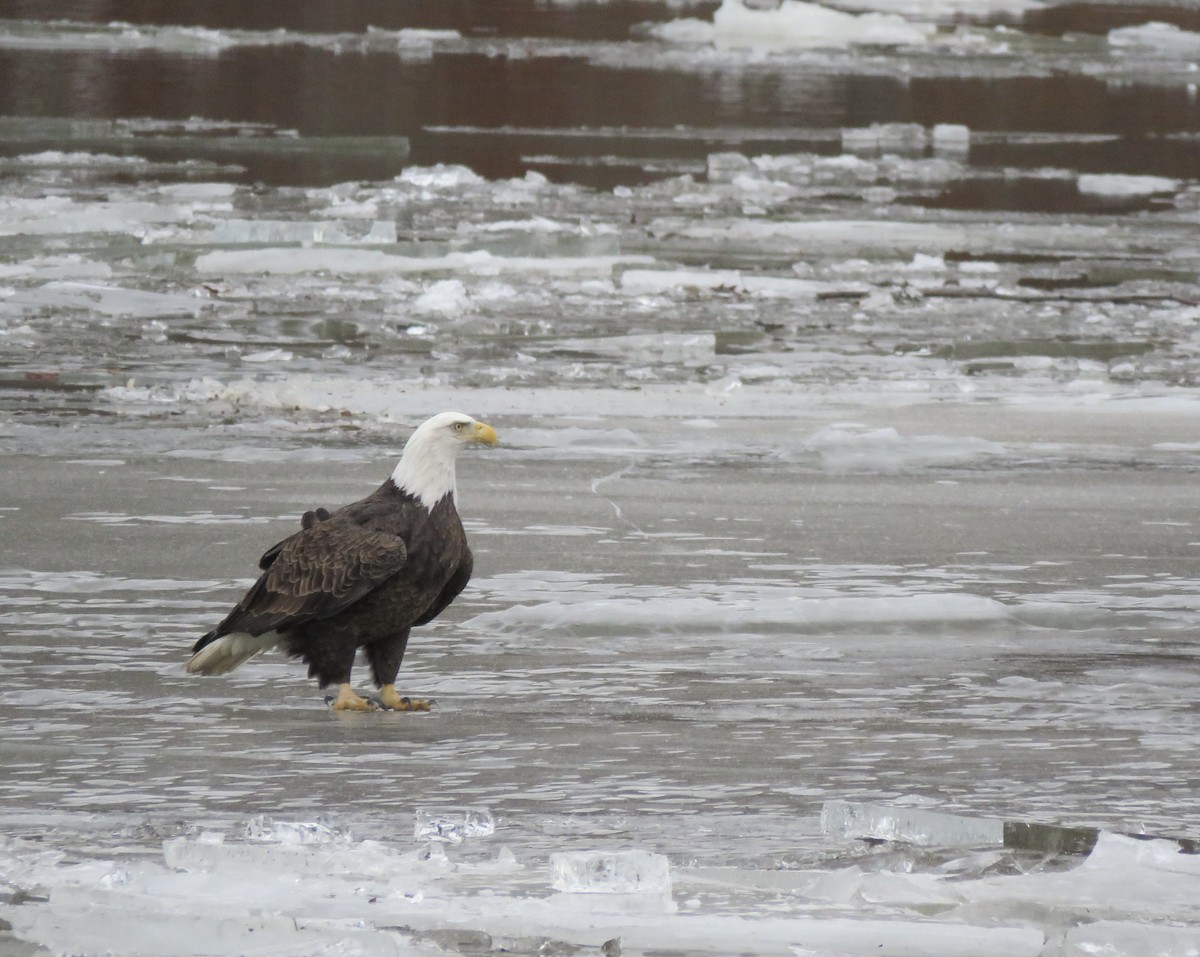 Pigargo Americano - ML647243498