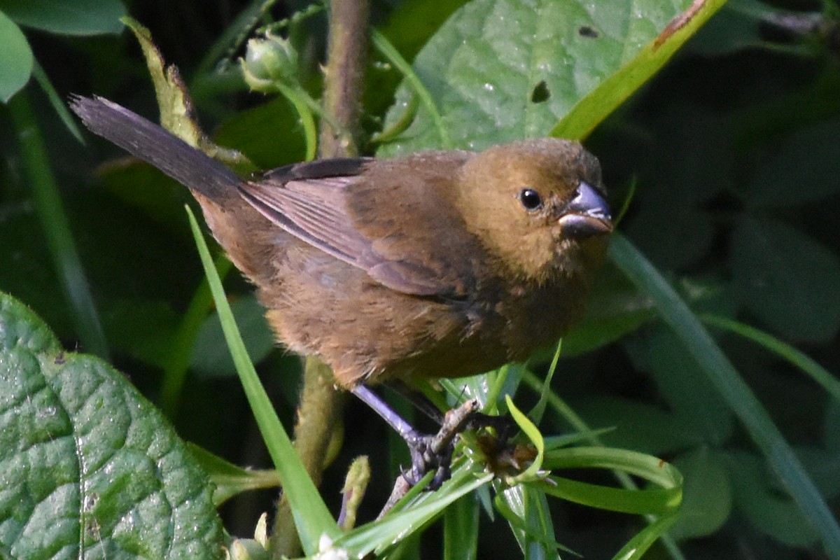 Thick-billed Seed-Finch - ML647243502