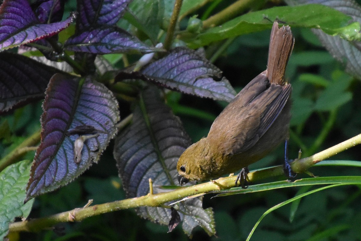 Thick-billed Seed-Finch - ML647243504