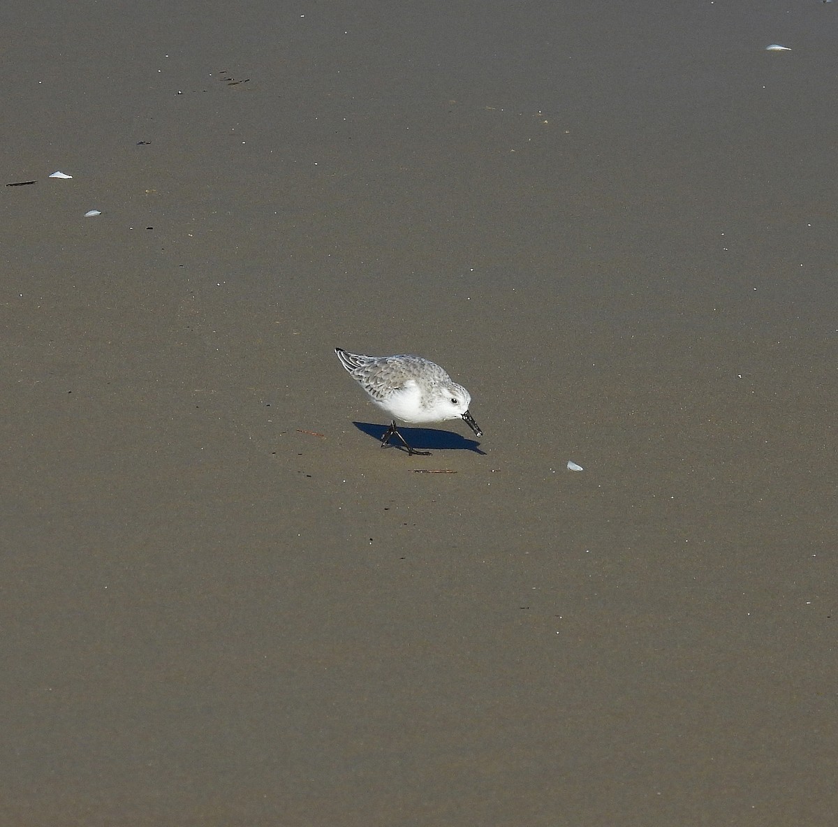 Txirri zuria - ML647243506