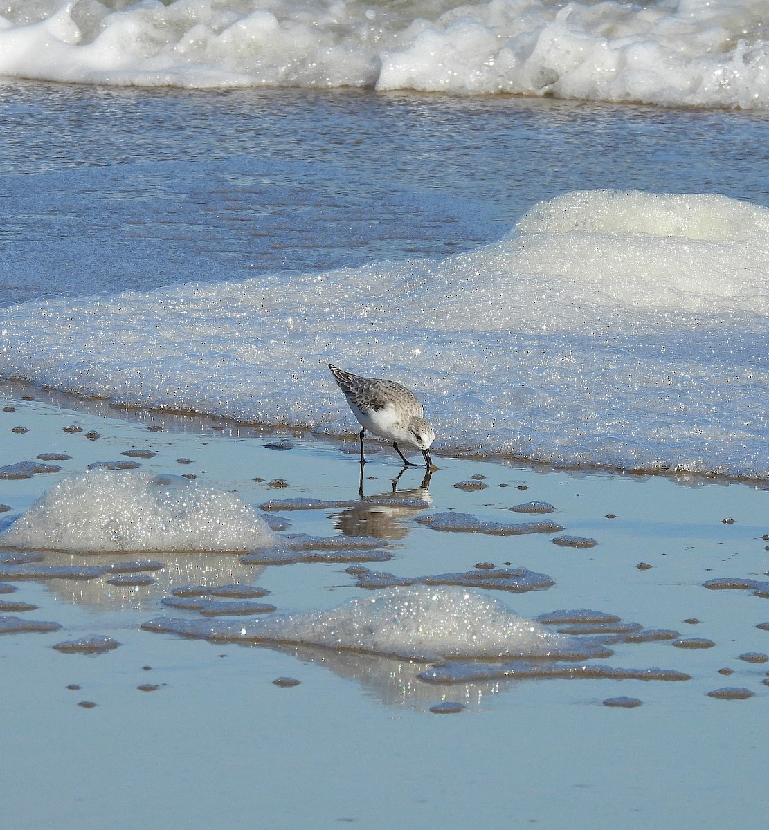 Txirri zuria - ML647243507