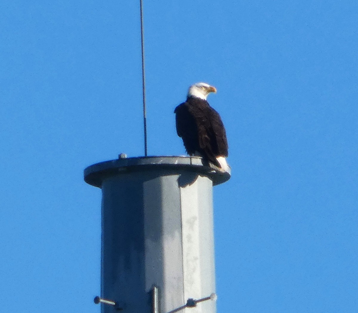 Bald Eagle - ML647243508