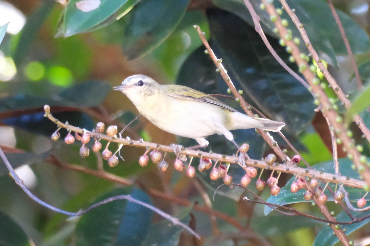 Червоїд світлобровий - ML647243510