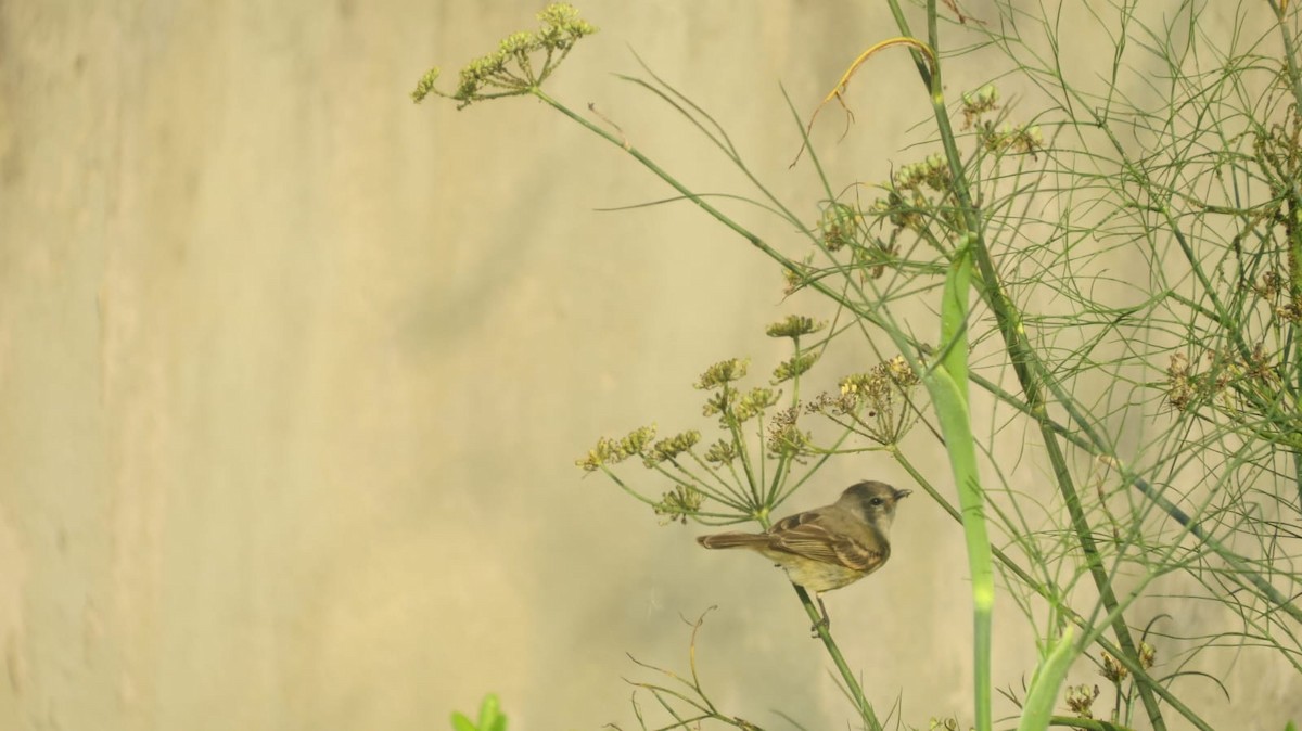 Southern Beardless-Tyrannulet - ML647243517