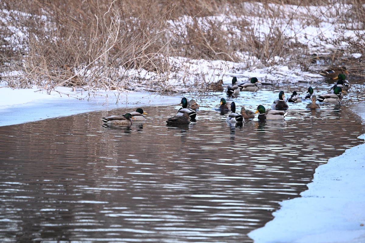 American Black Duck - ML647243526