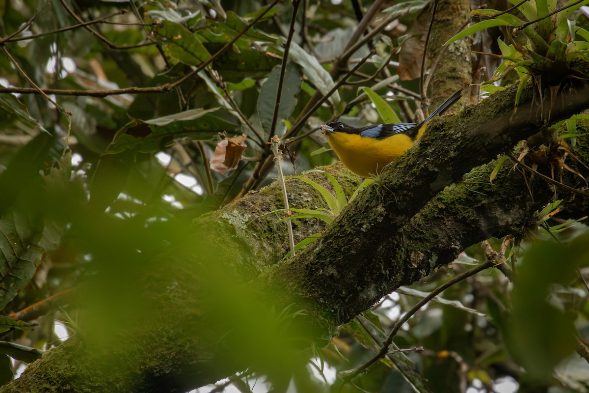 Blue-winged Mountain Tanager - ML647243535