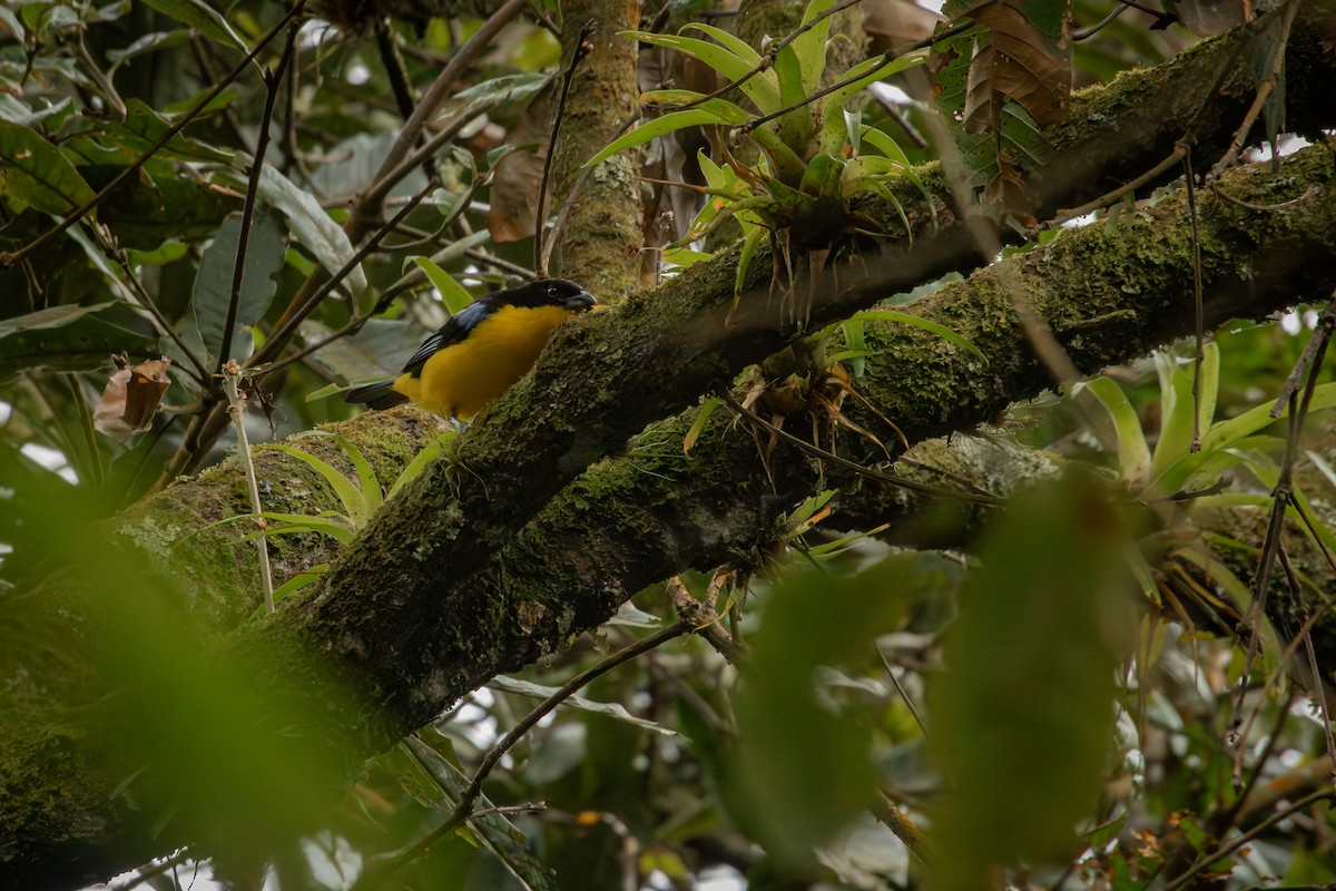 Blue-winged Mountain Tanager - ML647243536