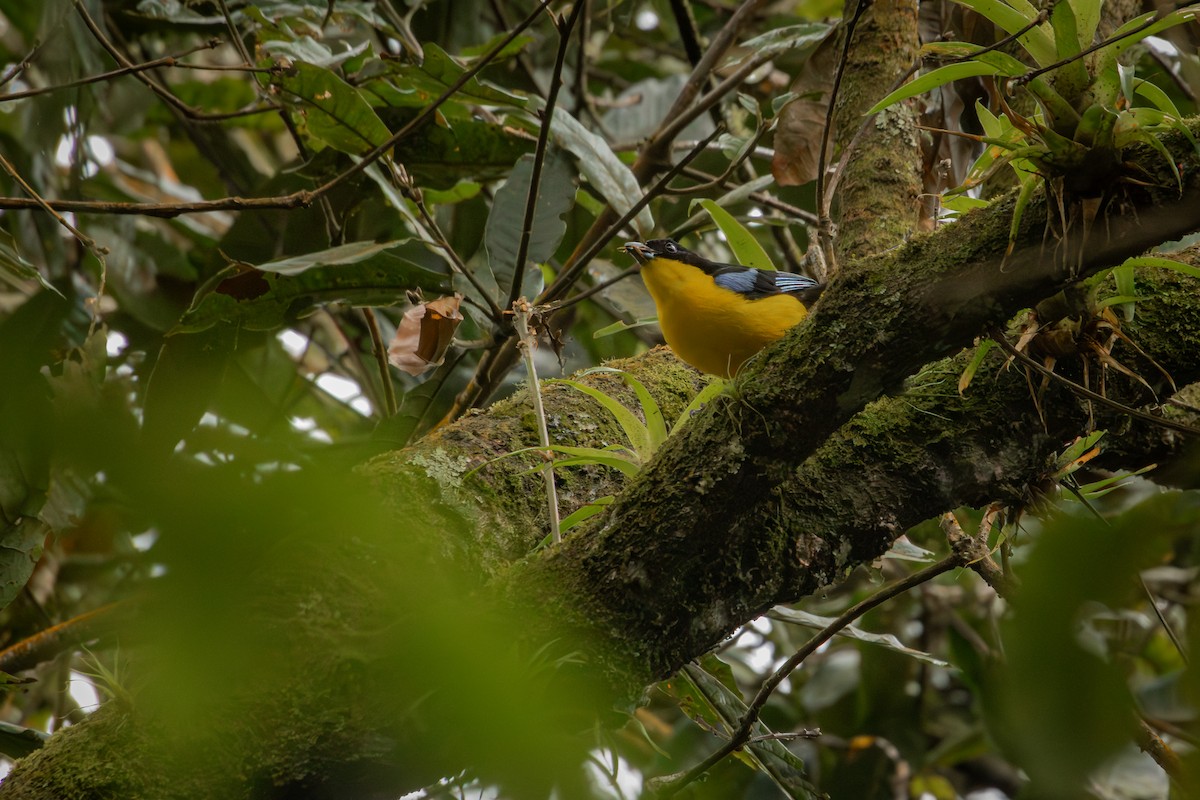 Blue-winged Mountain Tanager - ML647243537