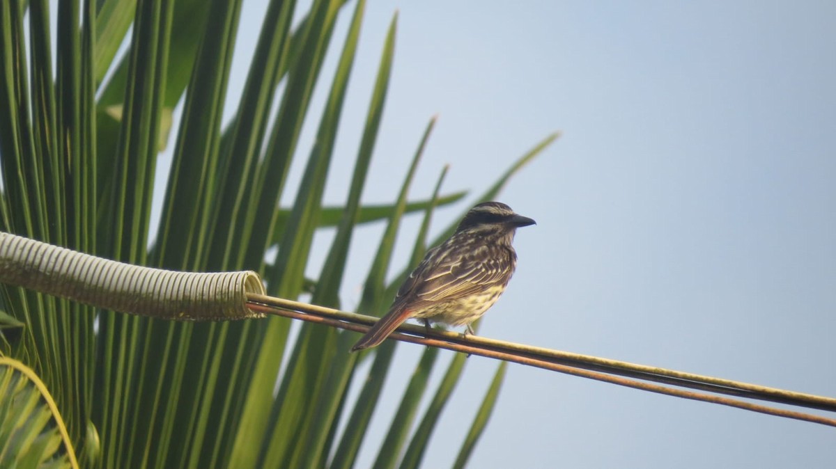 Streaked Flycatcher - ML647243538