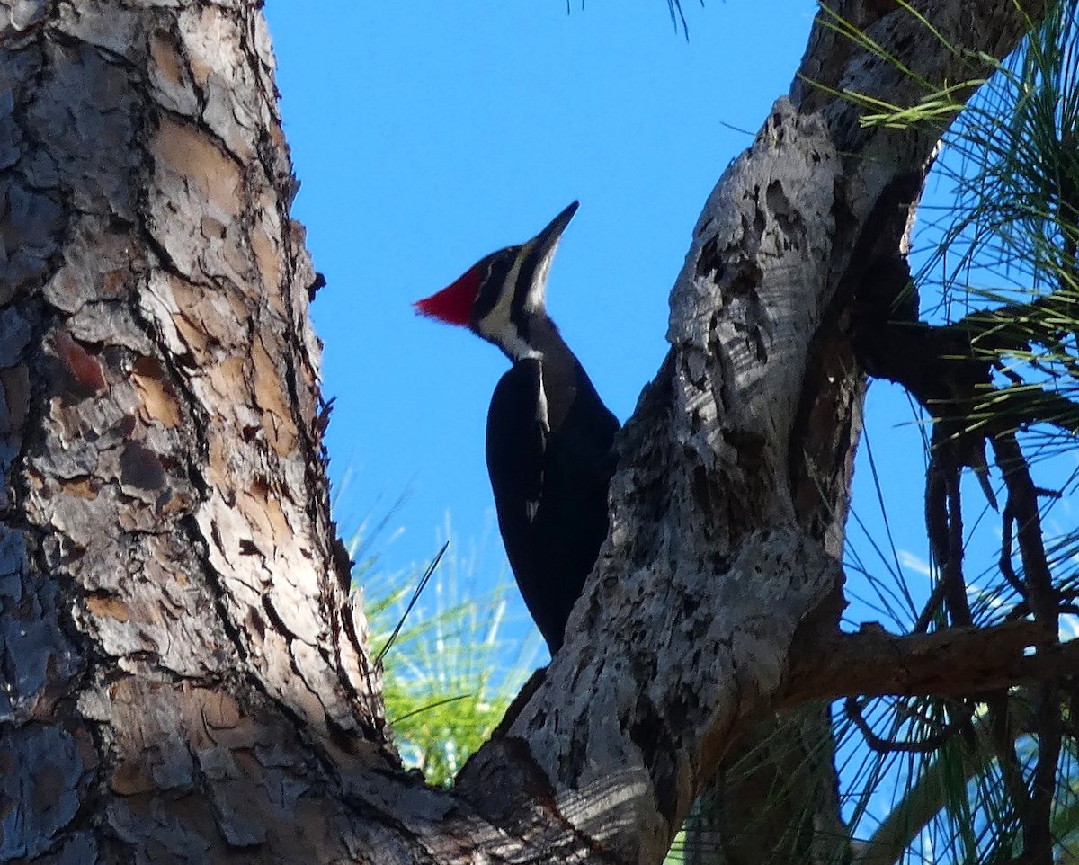 datel chocholatý - ML647243541