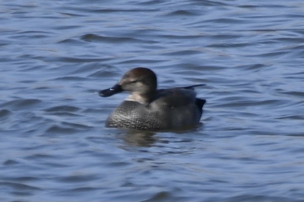 kopřivka obecná - ML647243542