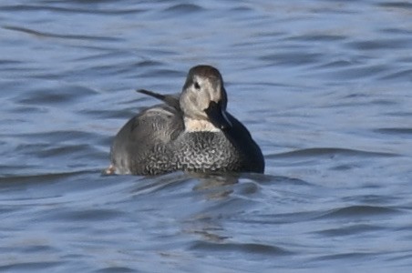 kopřivka obecná - ML647243543