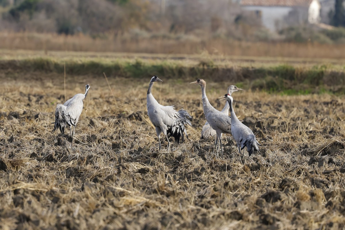 jeřáb popelavý - ML647243545