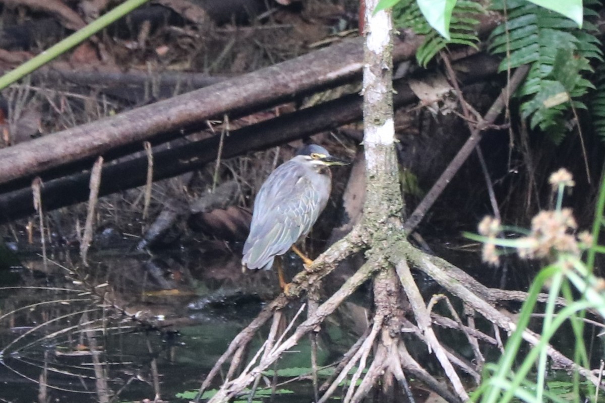 volavka malá - ML647243546