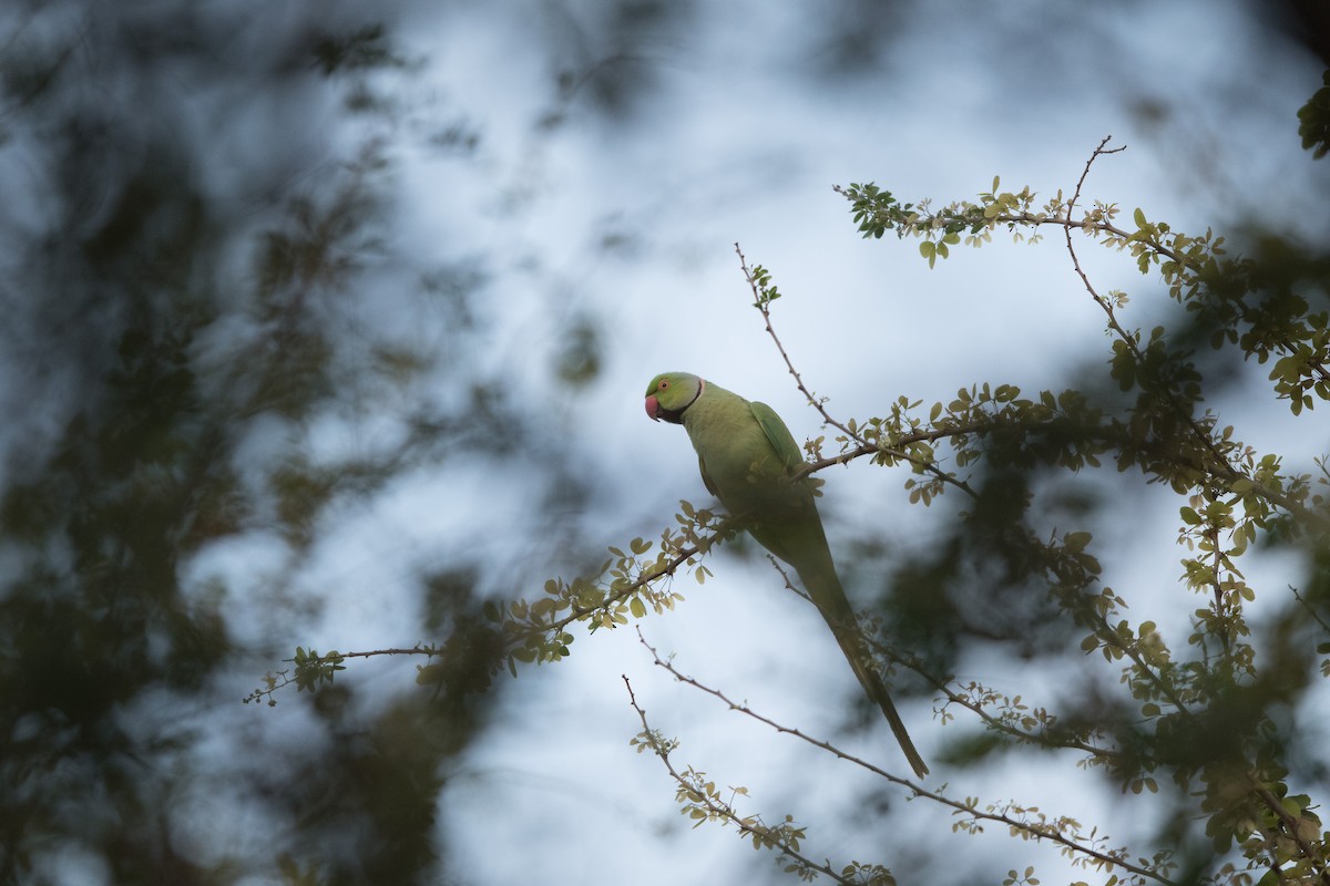 alexandr malý - ML647243547