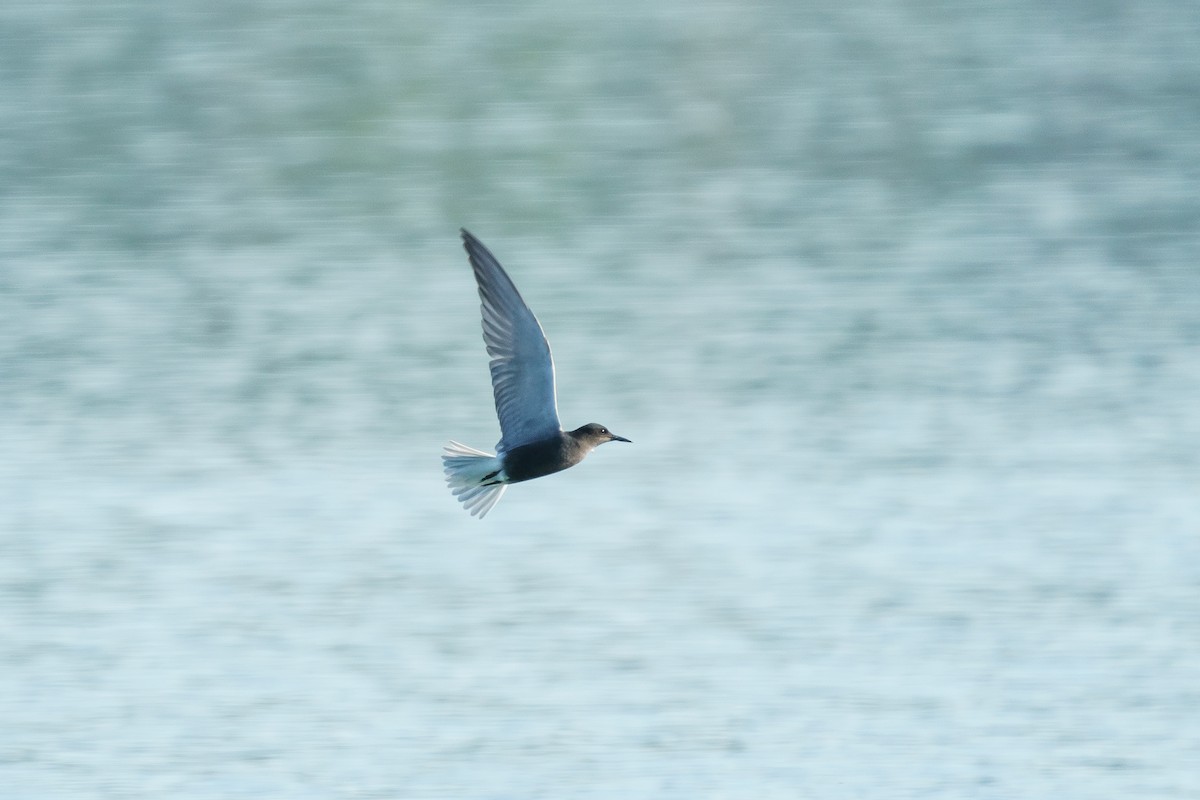 rybák černý - ML647243548