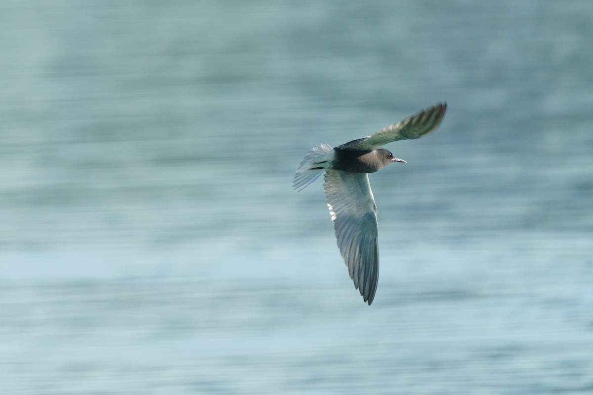 rybák černý - ML647243549